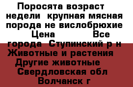 Поросята возраст 4 недели, крупная мясная порода(не вислобрюхие ) › Цена ­ 4 000 - Все города, Ступинский р-н Животные и растения » Другие животные   . Свердловская обл.,Волчанск г.